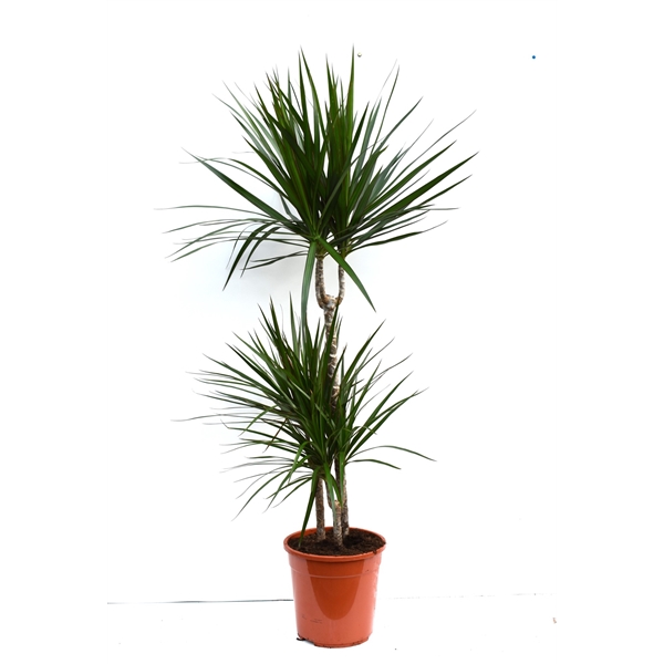 Dracaena Marginata 24Ø 125cm 3pp