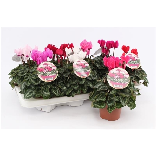 Cyclamen Garden mix (green leaf) 10,5Ø 20cm