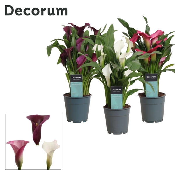 Zantedeschia sweet mix 12Ø 35cm 4fl